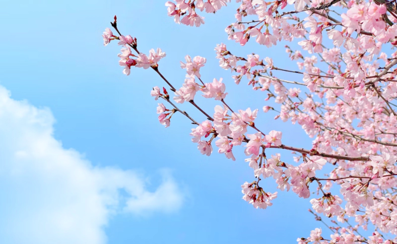 벚꽃 꽃말과 그 유래 