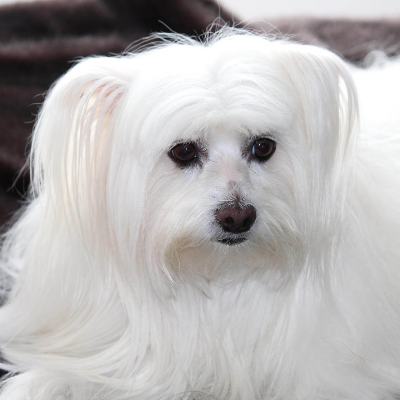 곱고 긴 털 말티즈