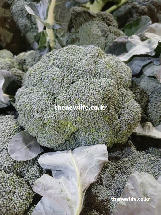 브로콜리 효능의 눈 건강을 지키는 루테인 실사진
