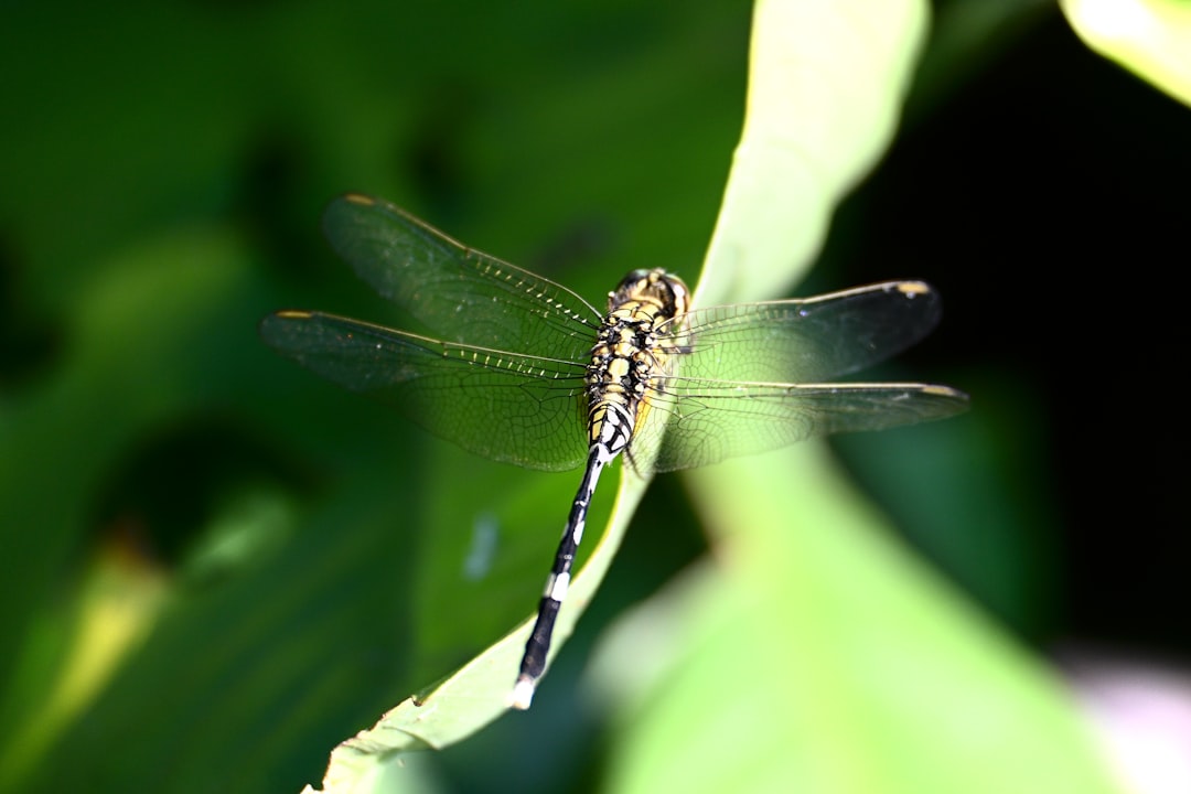 Firefly