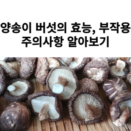 양송이 버섯의 효능과 부작용