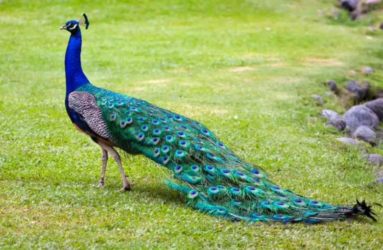 대구 네이처파크 버드가든