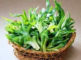 주부를 위한 봄철 제철 나물 종류 가이드