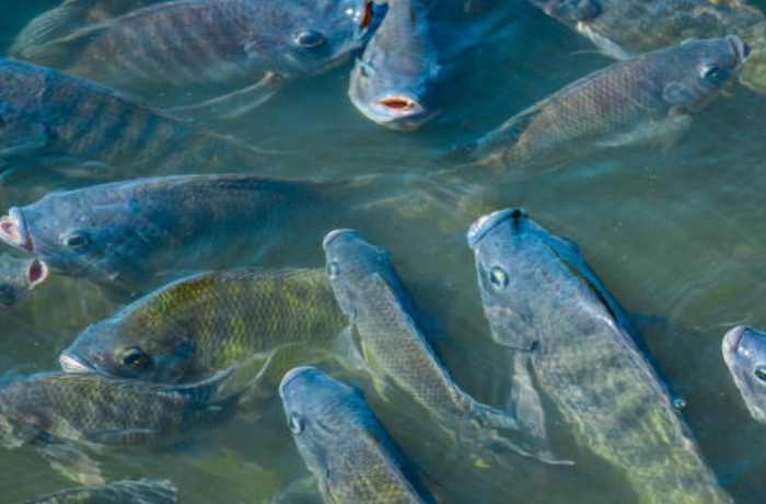 물고기를 키우는 꿈