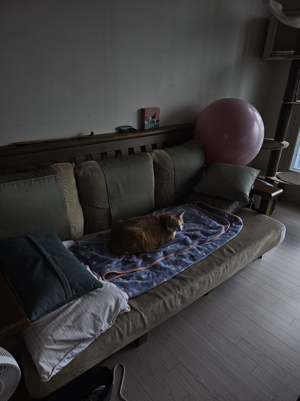 밤까지_그자세_그대로_TV시청하는_호야