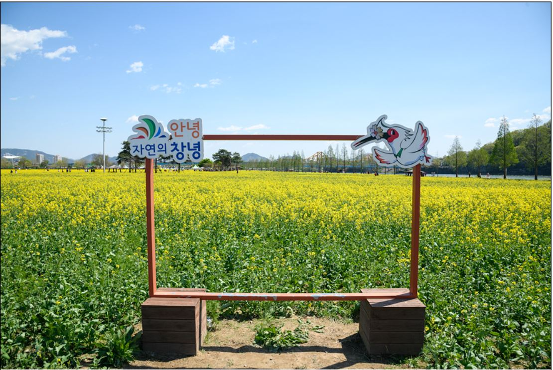 창녕 유채꽃축제.낙동강 유채축제_2023년.행사안내