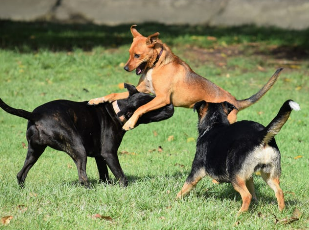 강아지 하루 놀이 시간 및 운동량 기준 [나이&amp;#44; 견종별]
