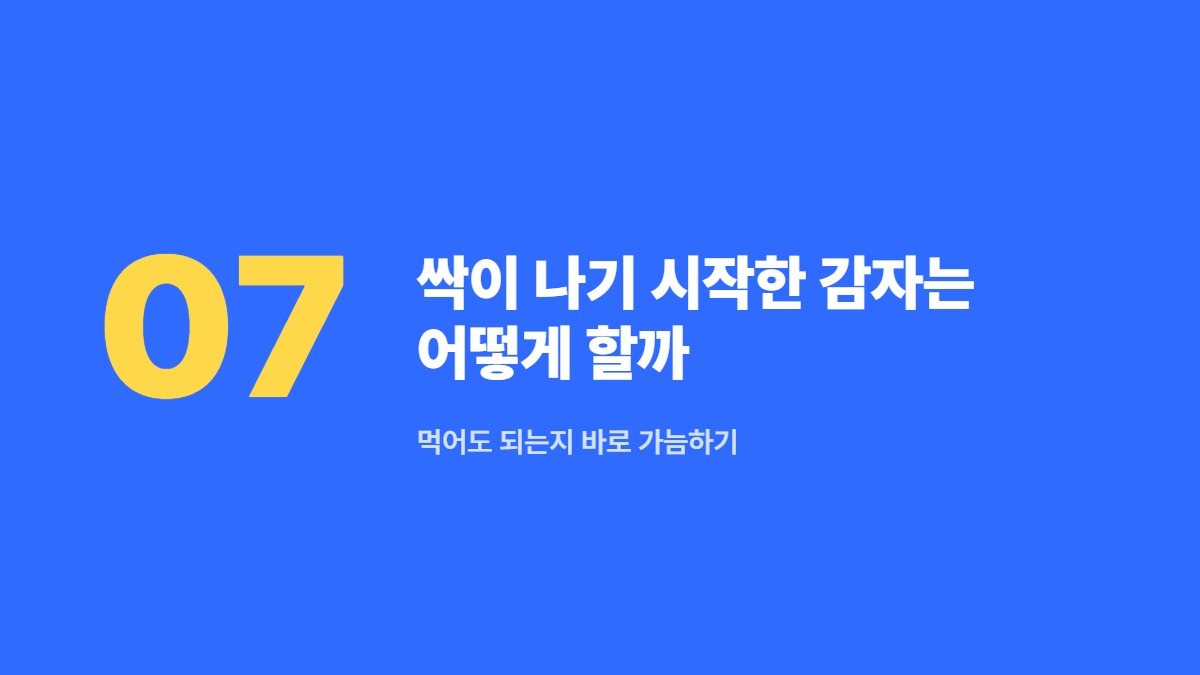 싹이 나기 시작한 감자는 어떻게 할까 — 먹어도 되는지 바로 가늠하기