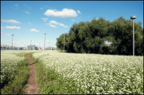 서래섬의 메밀꽃 축제