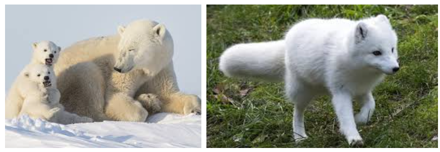 북극곰 북극여우