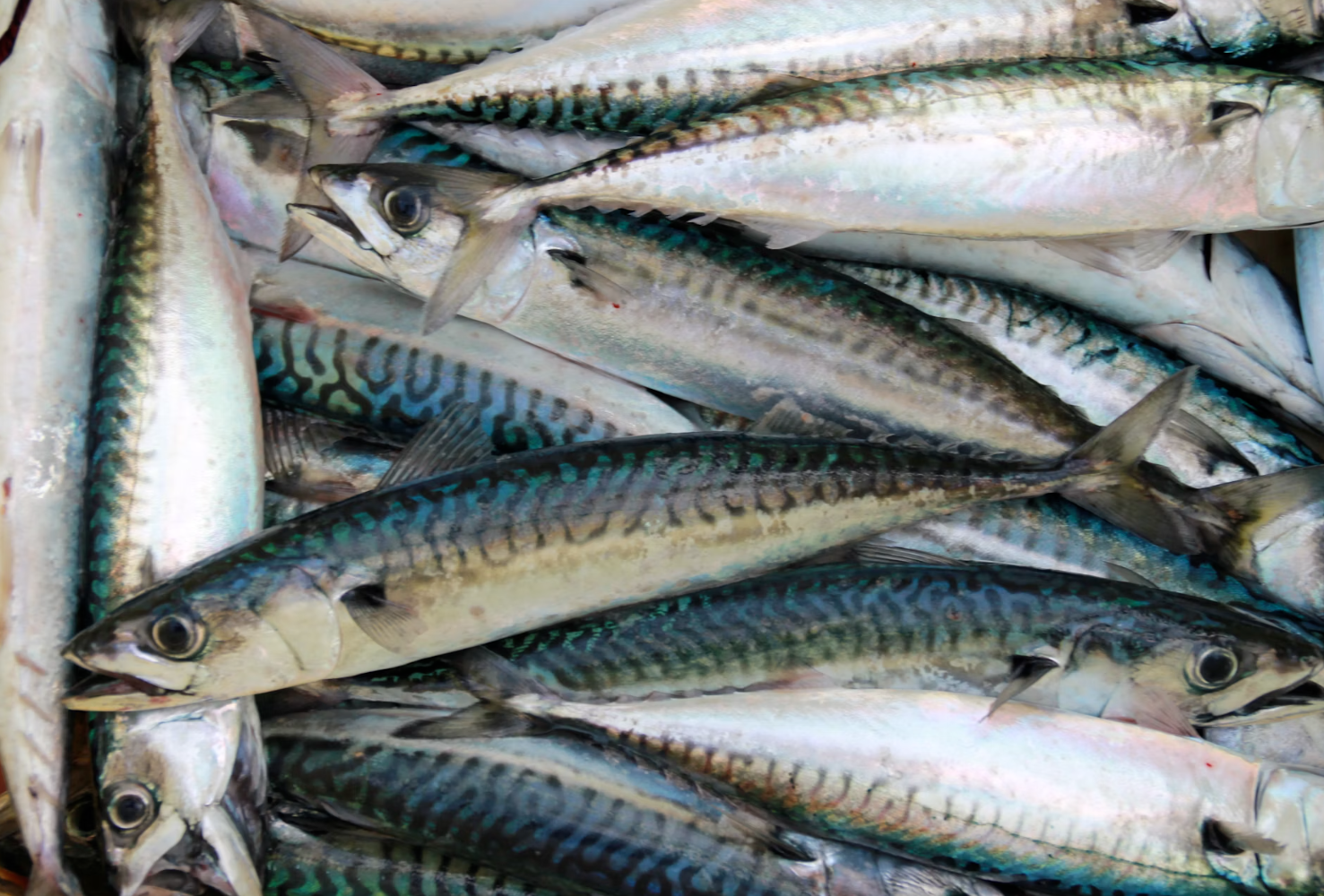 오메가3 풍부한 식품 3