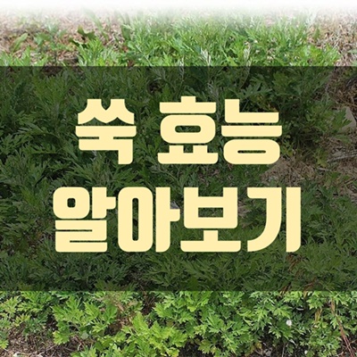 쑥밭