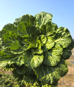 6시내고향 봄동 가격 및 구매방법