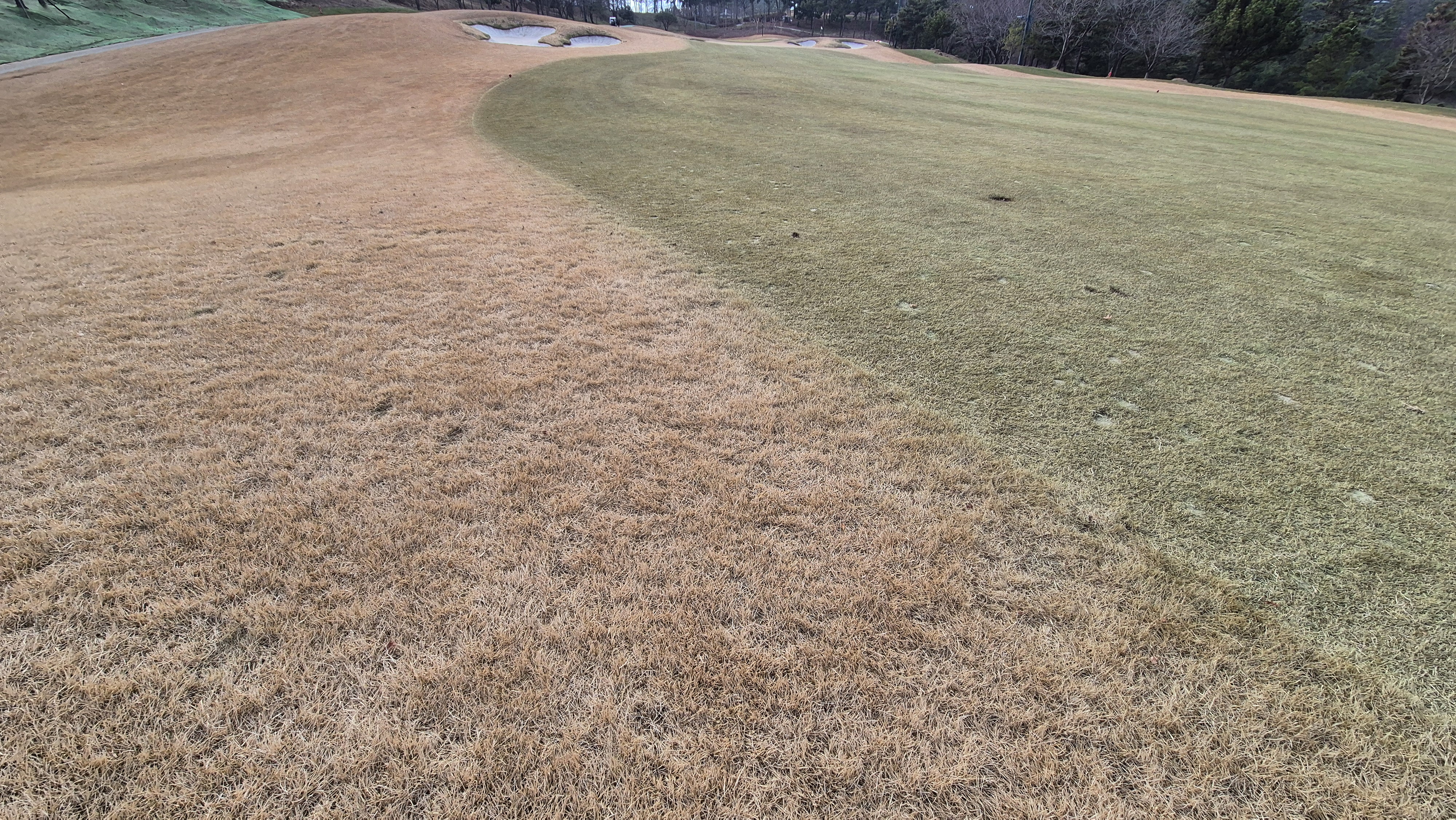 더헤븐cc 사우스-웨스트 코스 관리 상태