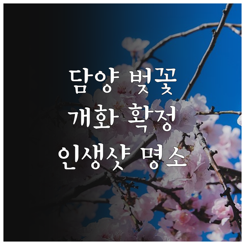 담양 벚꽃 개화 예상일과 명소별 인생..