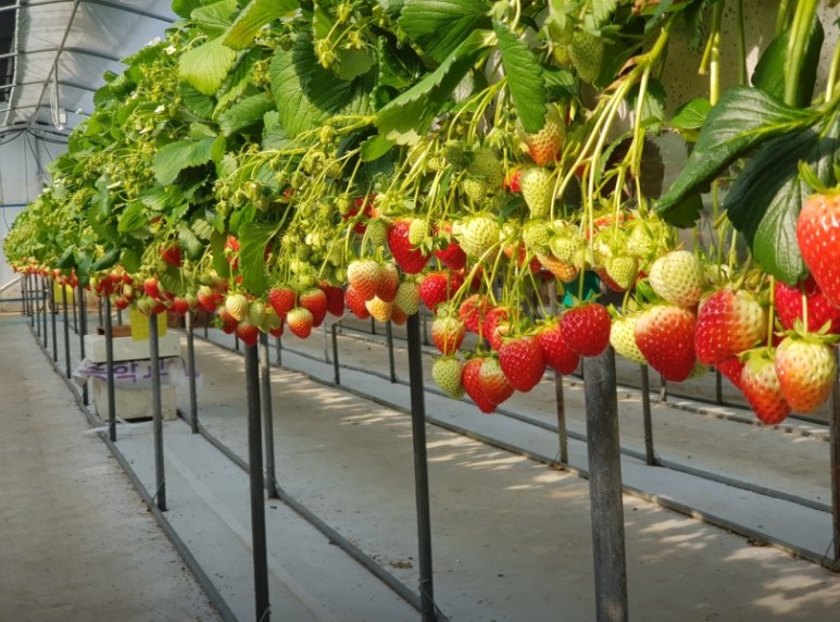 주말 아이랑 가기 좋은 곳 추천 - 고씨딸기 체험농원