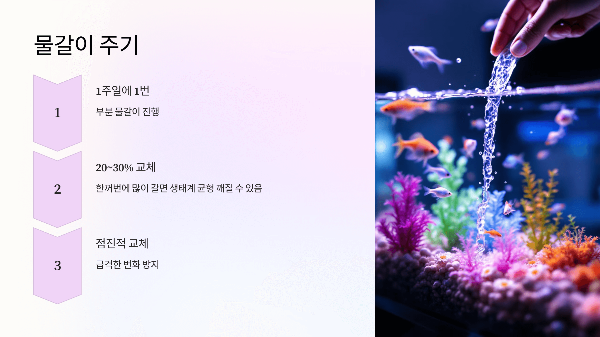 구피 사진입니다.