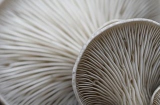 송이버섯 채취시기