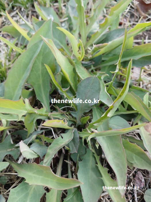 씀바귀 효능 성질