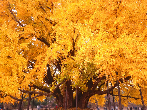 반계리 은행나무. 은행나무 숲, 은행나무 단풍, 은행나무 명소