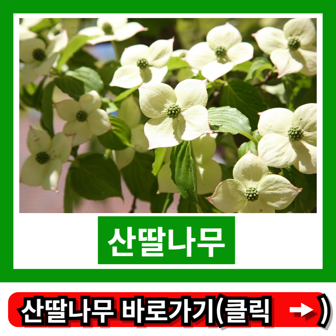 산딸나무