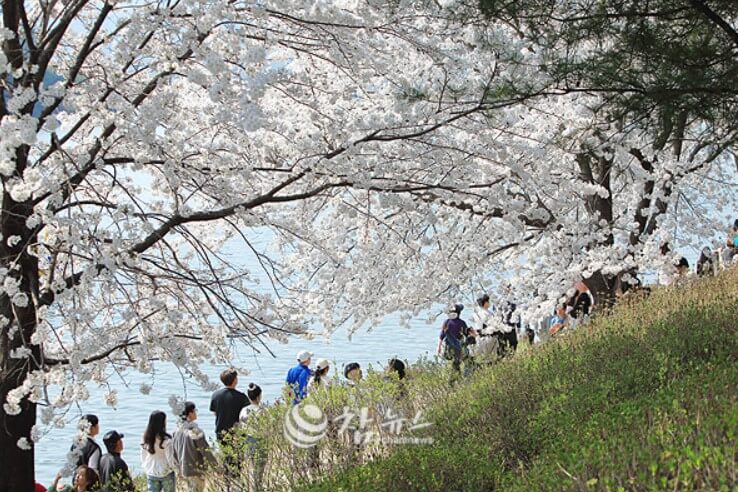 공지천 유원지 벚꽃길