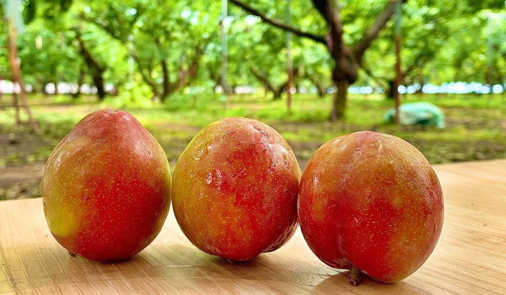 새콤달콤 명품 ‘김천 자두’ 수확 시작, 김천시