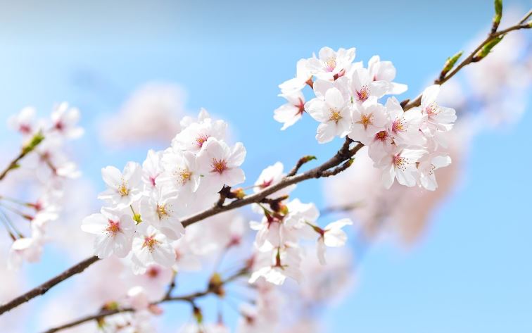 2024년 일본 벚꽃놀이 준비물 체크리스트! 피크닉 필수 아이템부터 촬영 장비까지