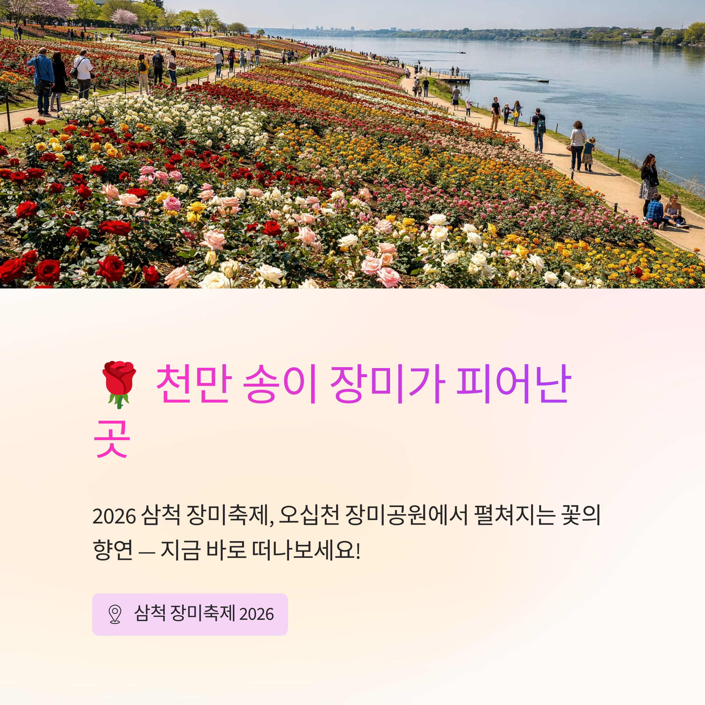 2026 삼척 장미축제 다녀온 솔직 후기! 진짜 명당과 꿀팁 대방출