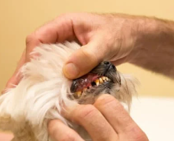 강아지 치주염 증상? 예방 및 관리 안 하면 생기는 일..