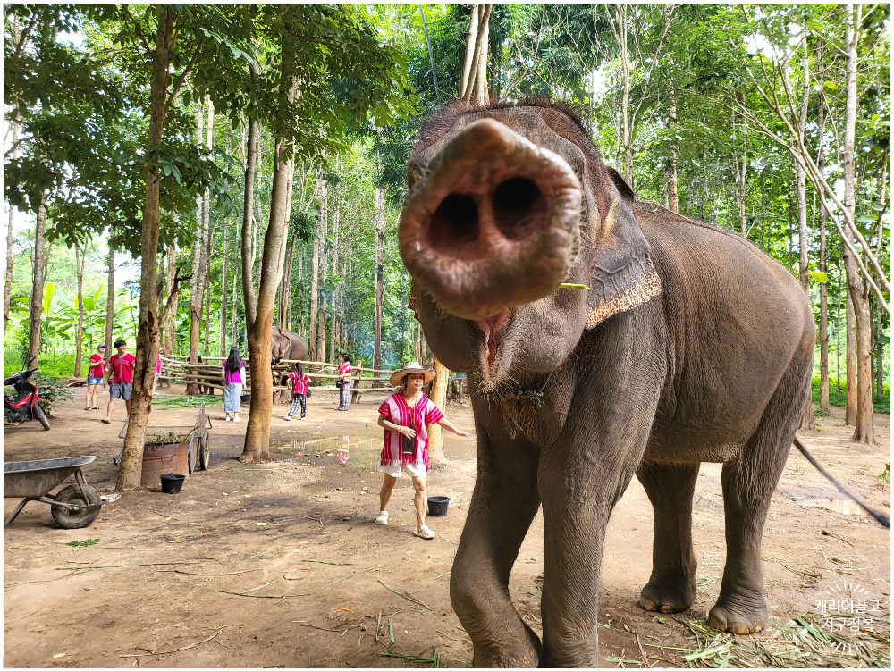 치앙마이 코끼리 보호구역