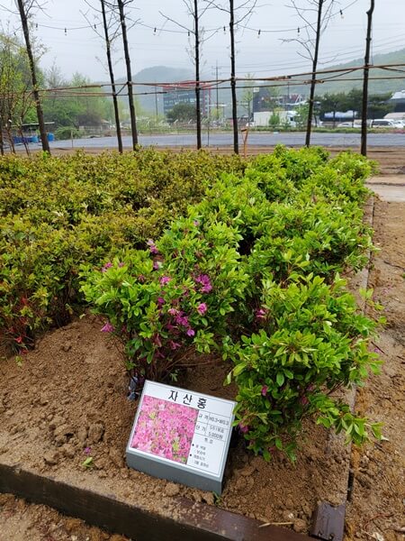 용인시산림조합 나무시장 자산홍