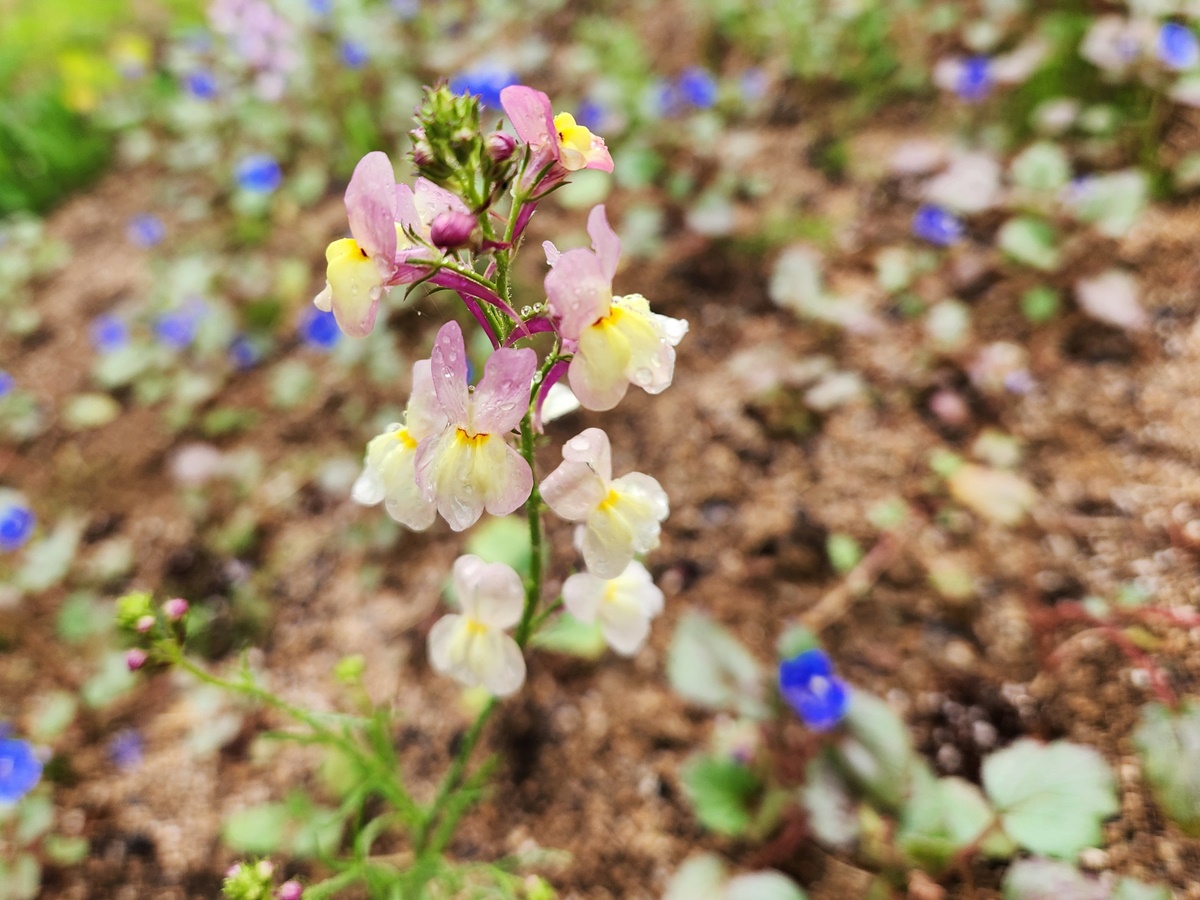 리나리아(애기금어초)