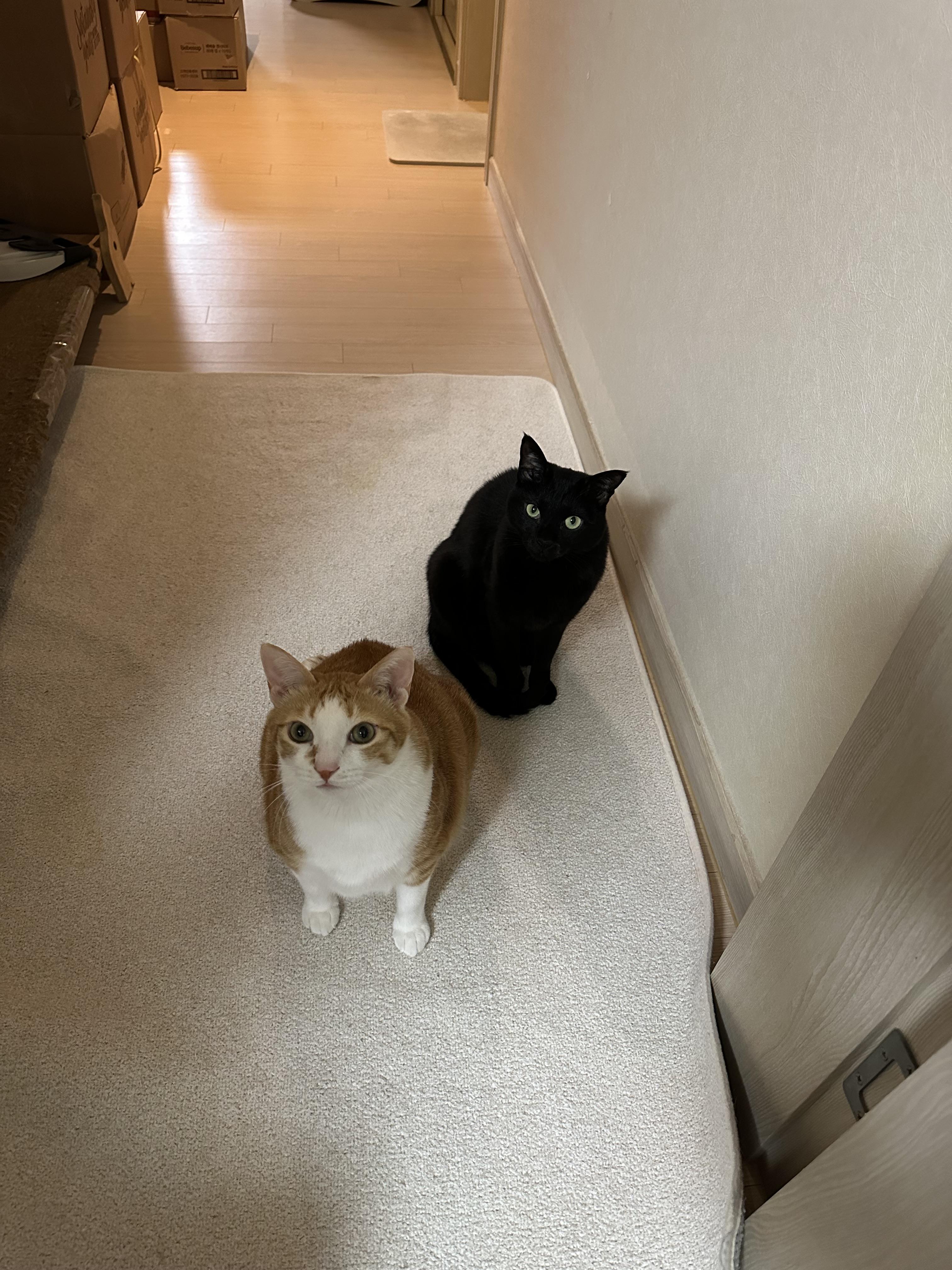 2월 고양이들 화장실 모래 전체갈이 (feat.사이잘룩러그)