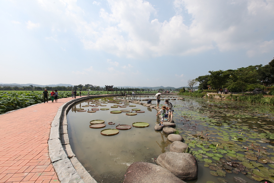 전라남도 무안군 회산백련지 오토캠핑장 소개