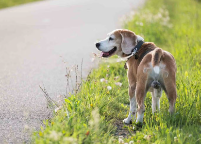 산책중인 강아지