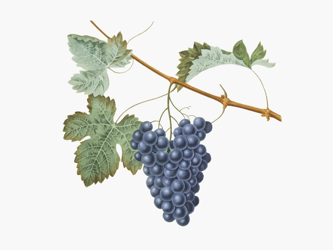 25년 5월 21일 말씀 카드 성경구절 : 내 안에 머물러라. (요한 15,4)