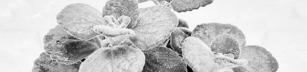 장미허브 키우는 법: 햇빛, 온도, 흙, 비료