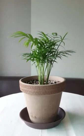테이블야자 키우기 물주기 실내위치 통풍관리 사무실과 집 모두 적용_16