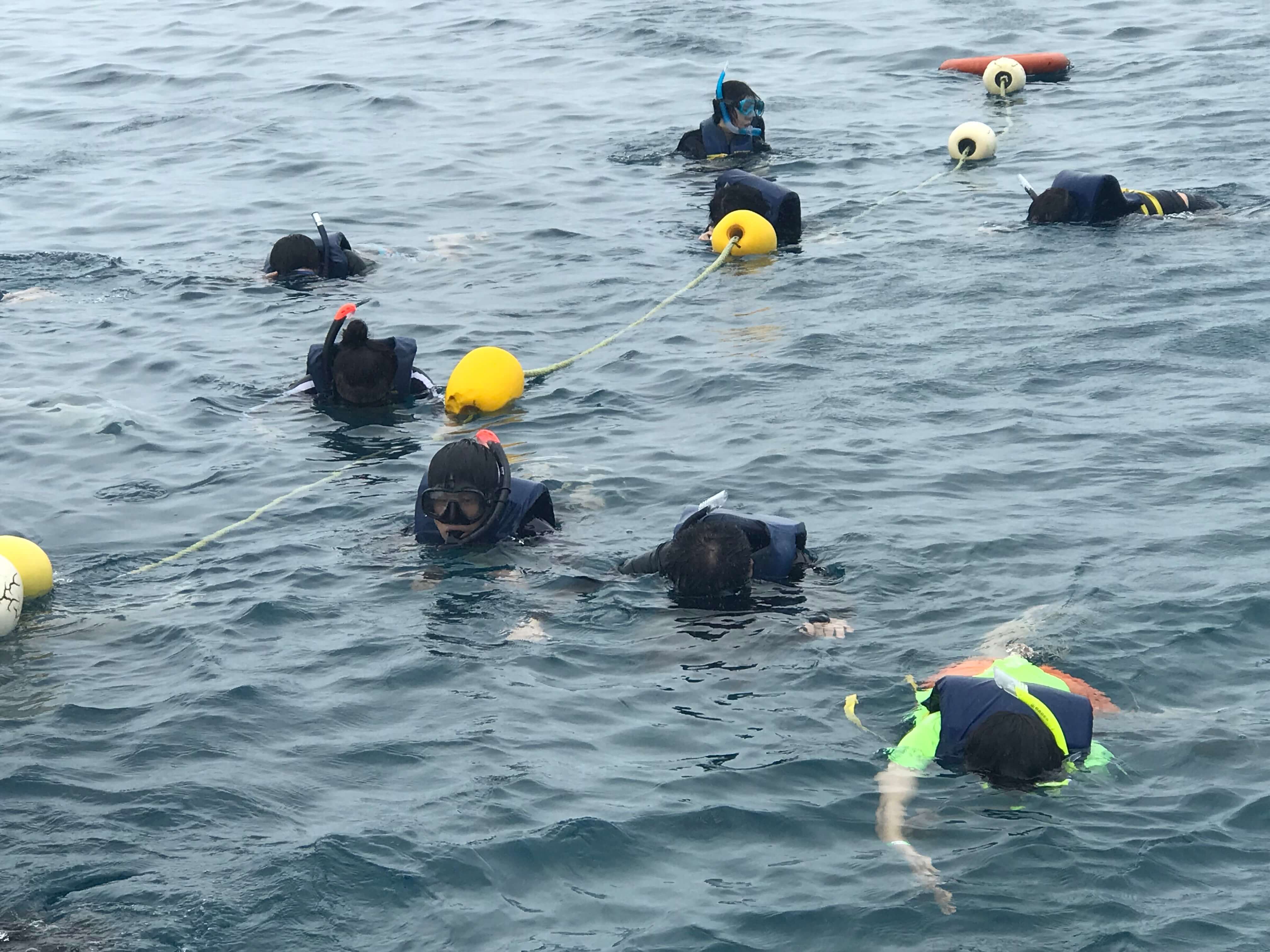 괌 돌핀크루즈 스노쿨링하는 모습