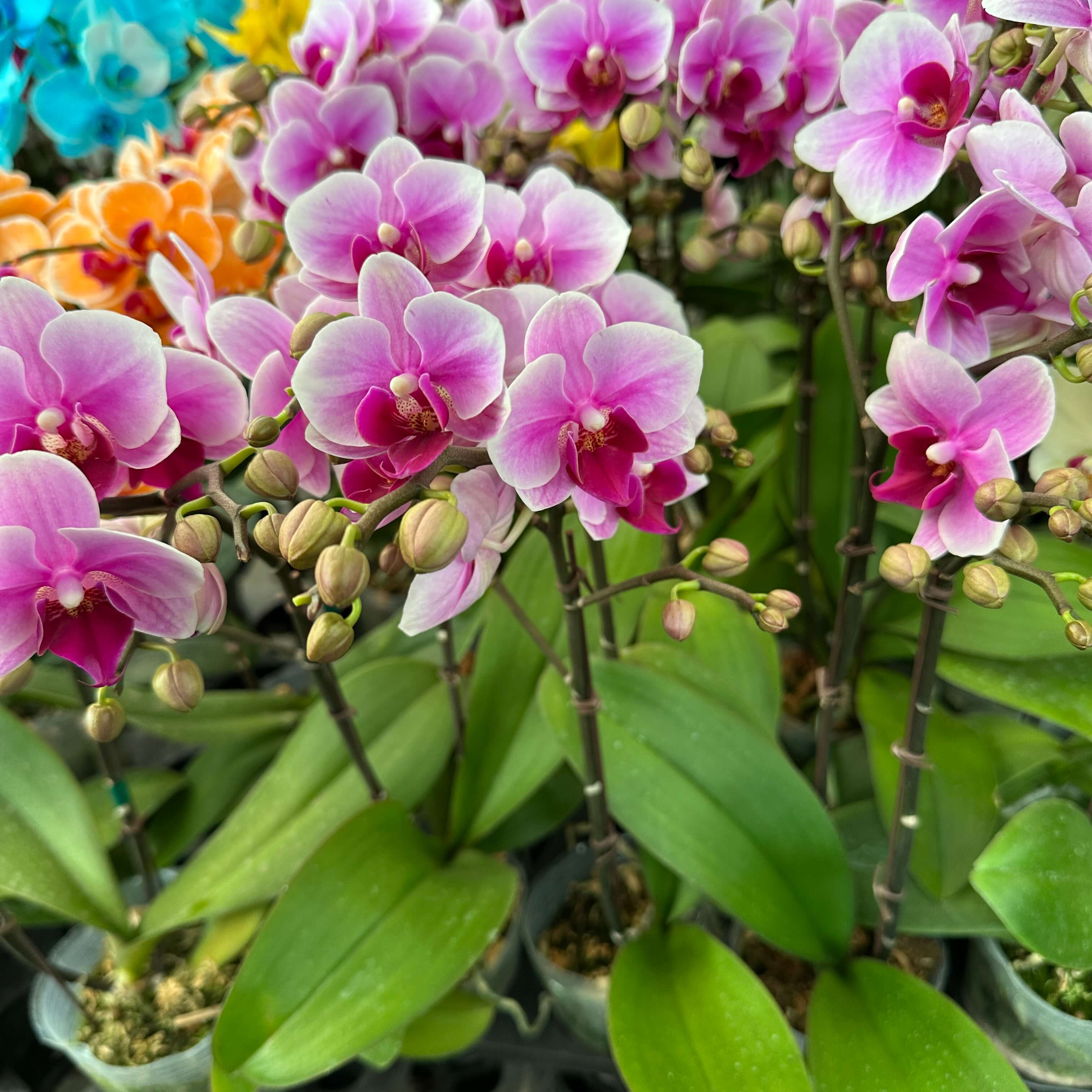 호접란 키우는 법