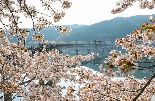 안동 월영교 벚꽃길