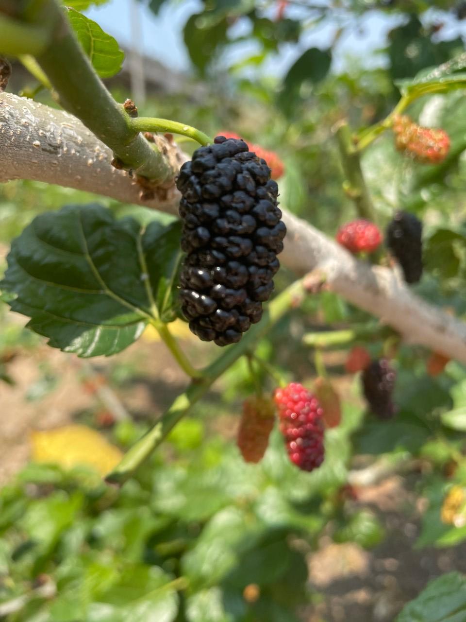 6시 내고향 오디 수확 체험 & 오디곰마들렌 만들기, 오디주문방법, 거제신촌농원