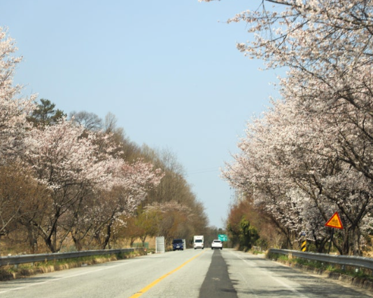담양 메타세콰이어길 벚꽃