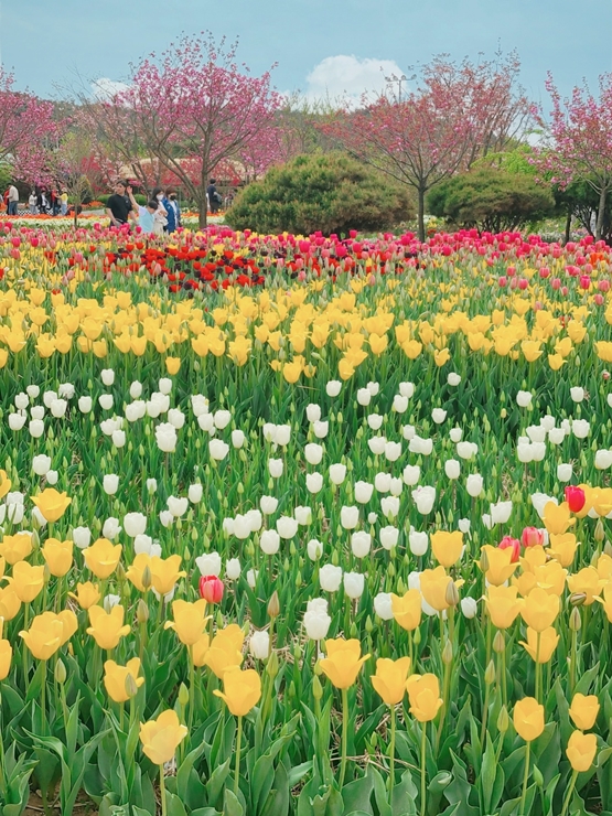 태안 튤립축제