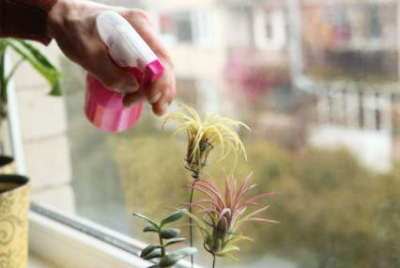 틸란드시아 키우기