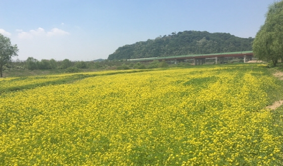 창릉천 유채꽃 축제 맛집