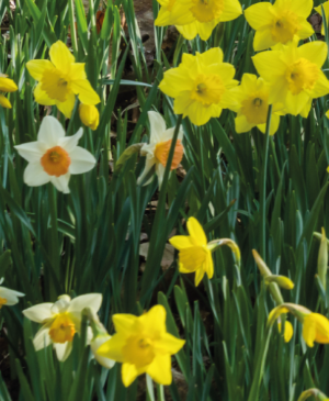 곤지암 화담숲 예약