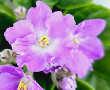 겨울 꽃 세인트폴리아