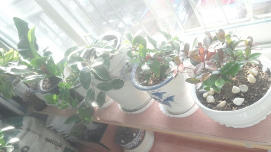 12월 유리창 결로와 곰팡이, 실내 식물이 갑자기 아파하는 진짜 이유